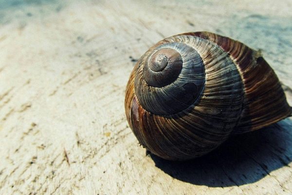 Snail Serum Nedir ve Nasıl Kullanılır?