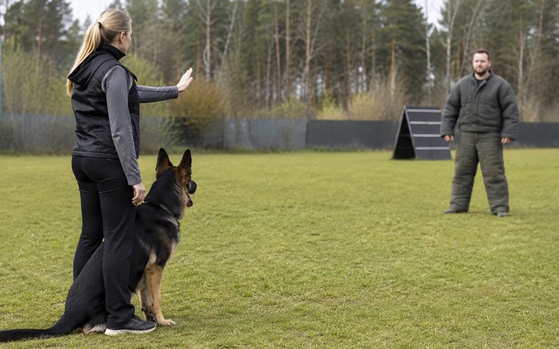 Köpeklerin Sahiplerini Koruma İçgüdüsünü Tetikleyen Eğitim Teknikleri