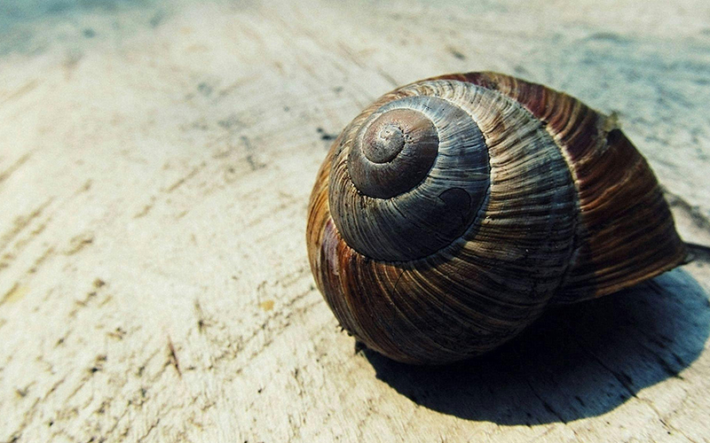 Snail Serum Nedir ve Nasıl Kullanılır?